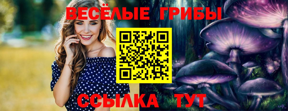 Псилоцибиновые грибы Psilocybe Новороссийск